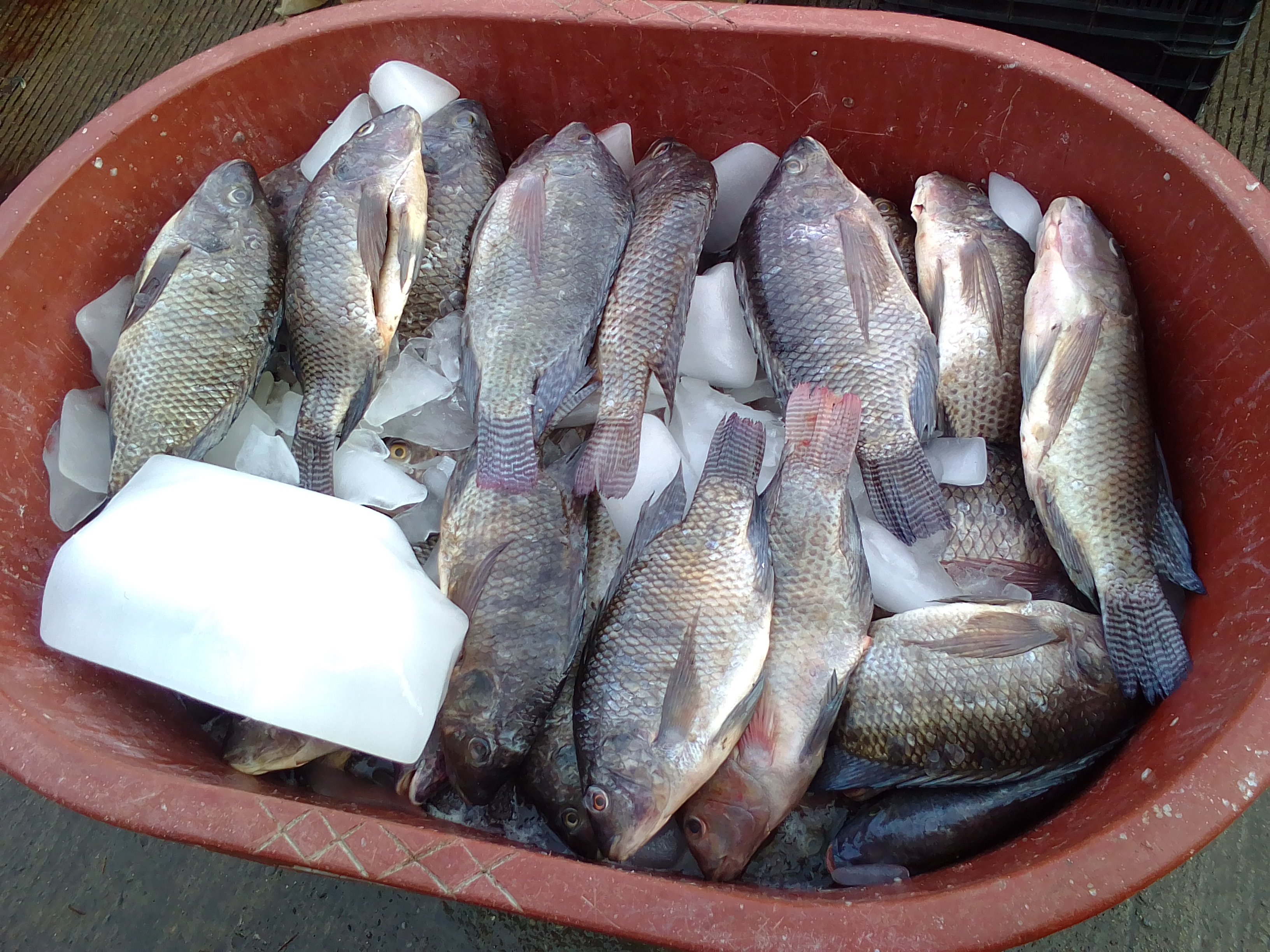 Al alza, precio de pescados y mariscos en Cuaresma | NVI Istmo