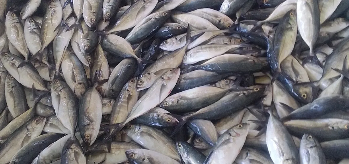 Venta de pescados y mariscos en temporada de Cuaresma, ha decaído en Salina  Cruz | NVI Istmo
