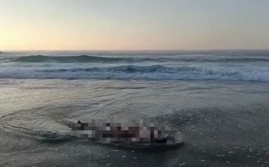 playa muerto 