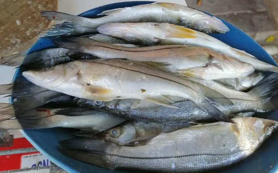 pescado 