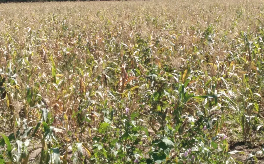 campo_lluvias