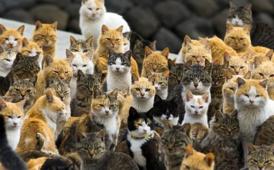 gatos_comercio_ilegal