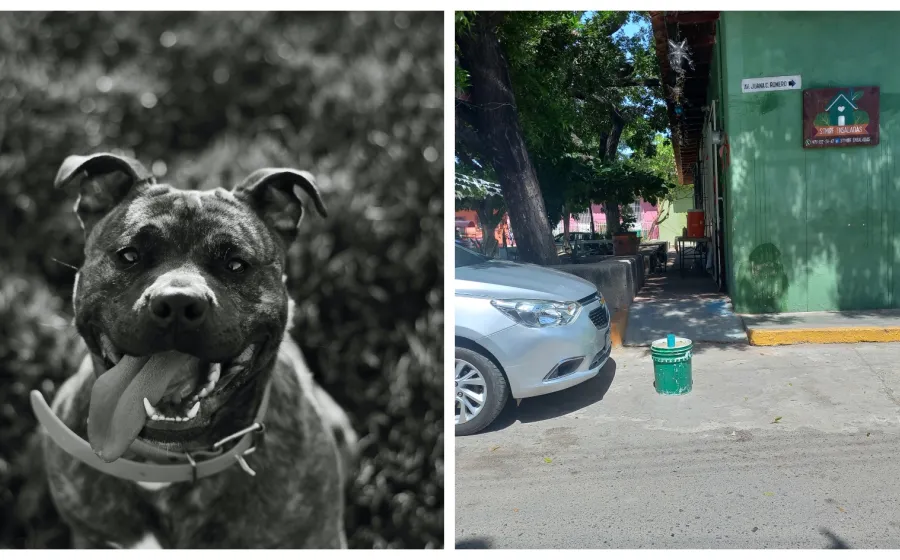 pitbull_ataque