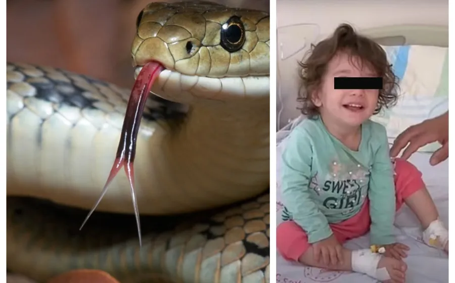 serpiente_mordida