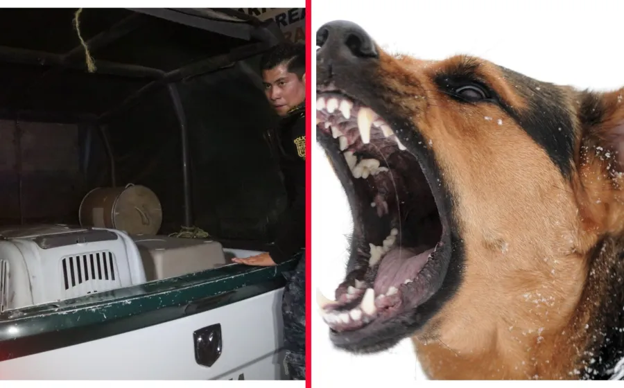 ataque_perro