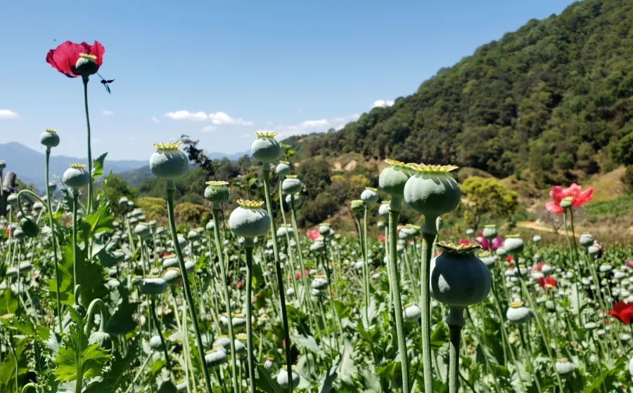 cultivo_amapola