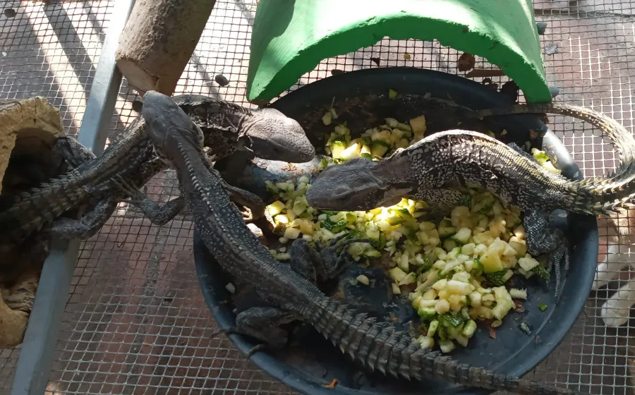 iguanas_juchitan