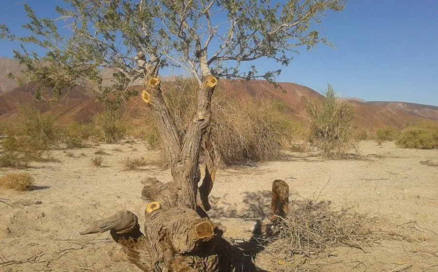 arbol-mezquite 