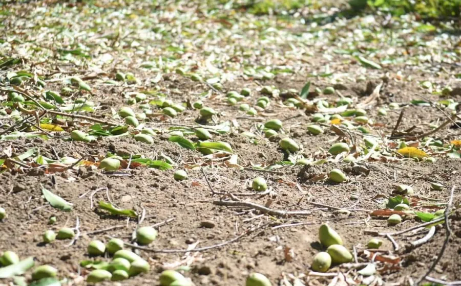 mangos-perdidas-millonarias-en-exportancion 