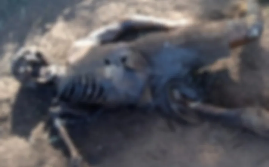 cadaver_descompuesto