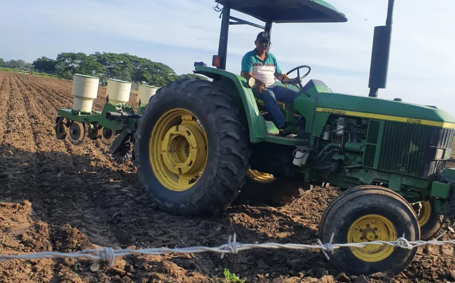 sorgo_campo