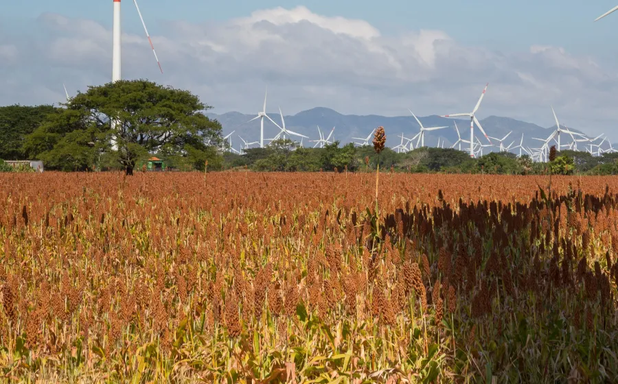 sorgo_istmo