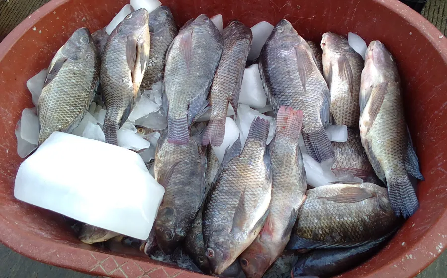 pescado-fresco 
