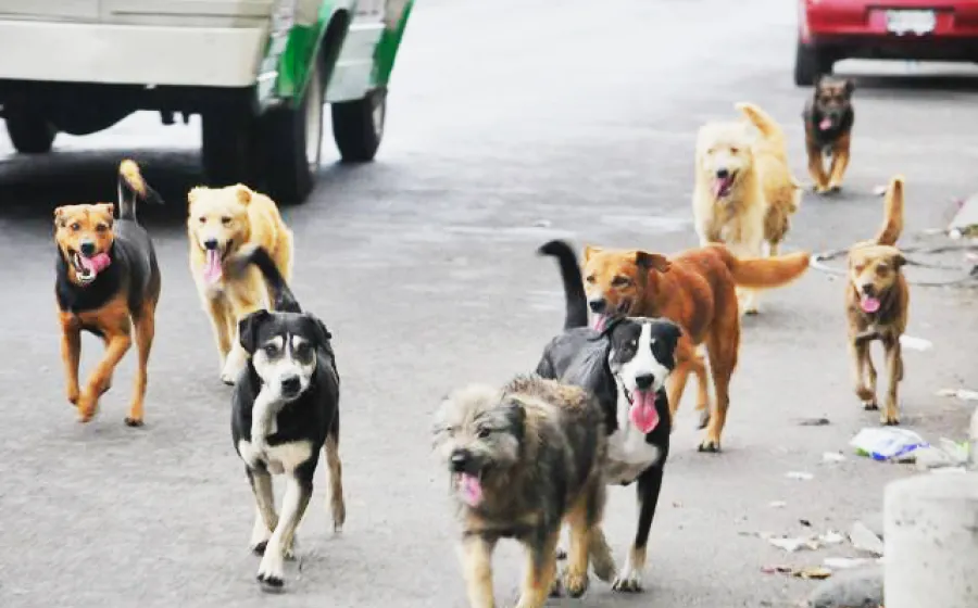 esterilizacion_perros