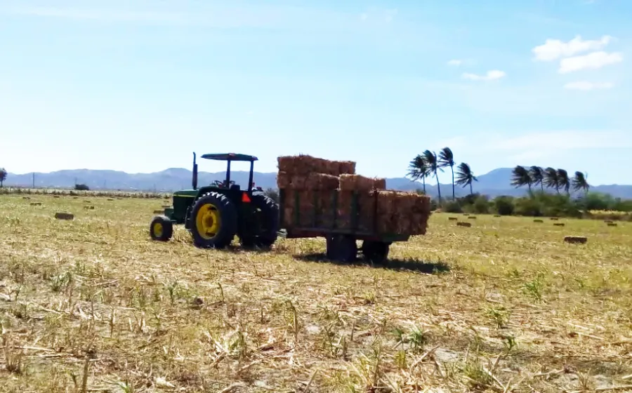 fortalecimiento _agropecuario
