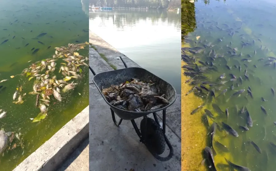 peces_chapultepec