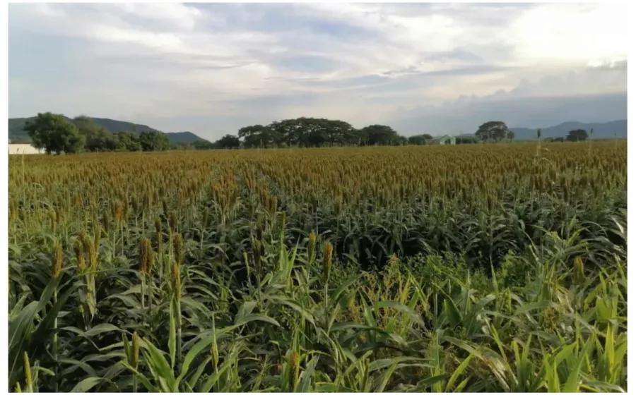 sorgo_agricultura