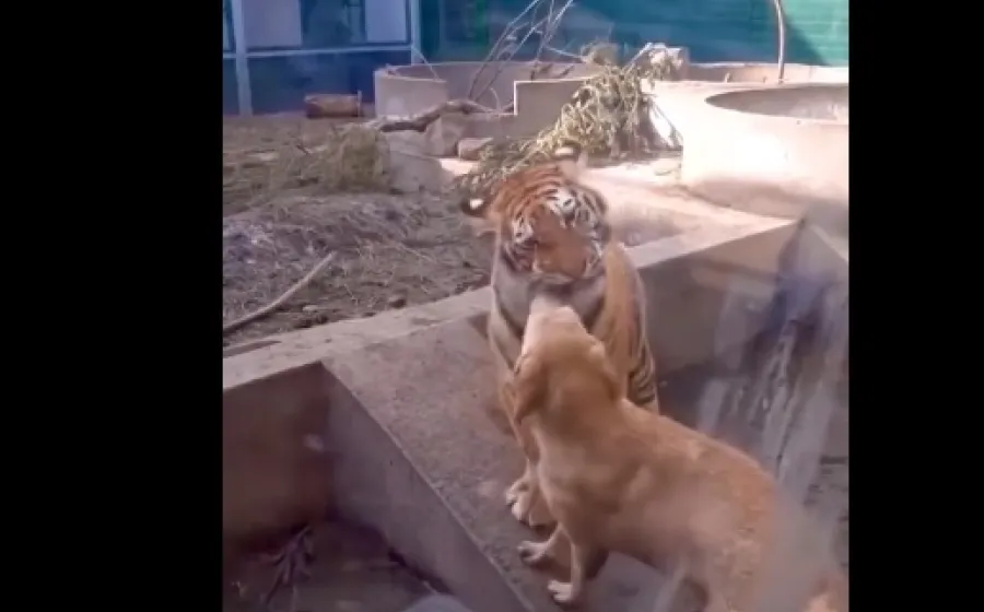 tigre_pelea_perro