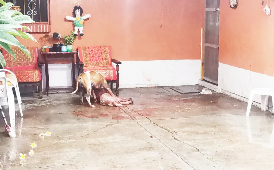 ataque_perro