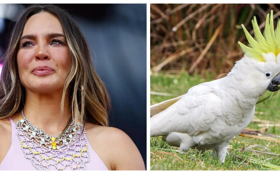 belinda_cacatua