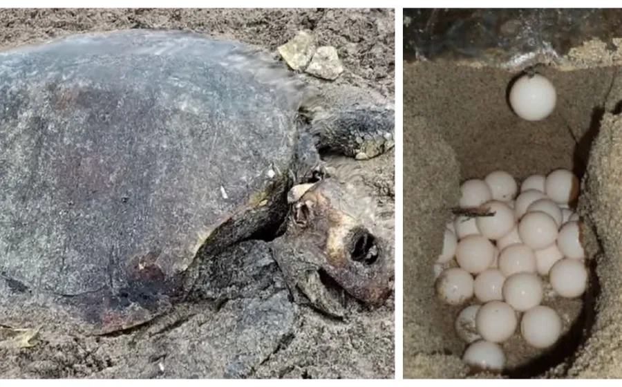 comercializacion_tortuga