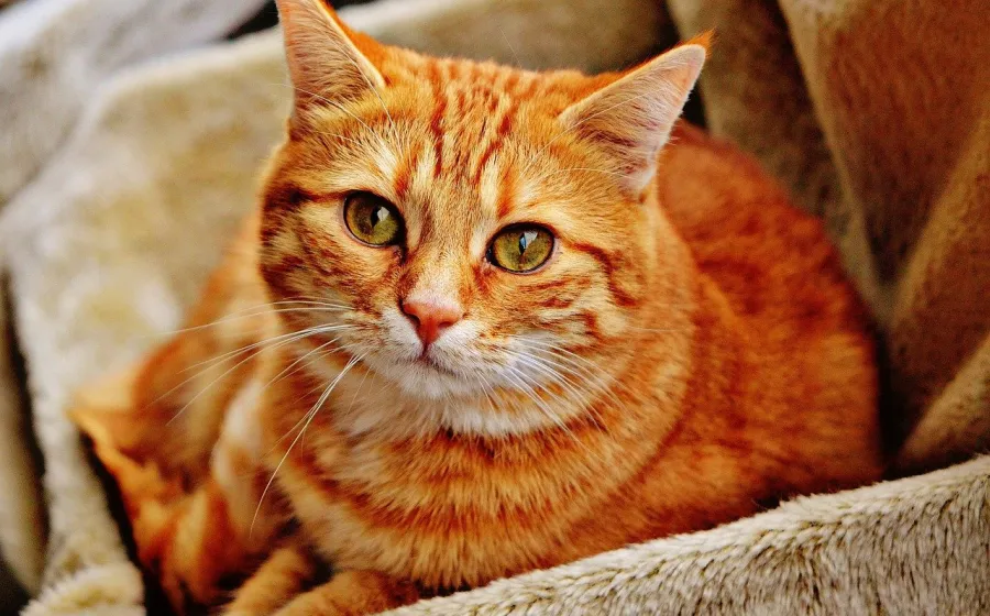 gato_diabetes