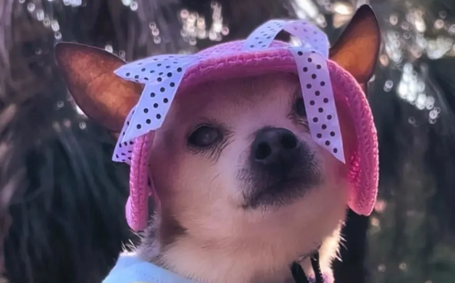pebbles_perrita_logeva