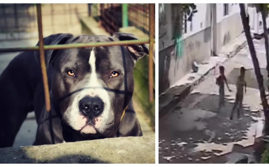 perro_ataque