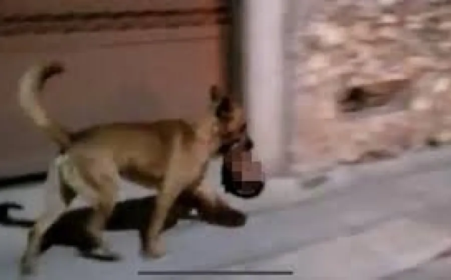 perro_cabeza_humana
