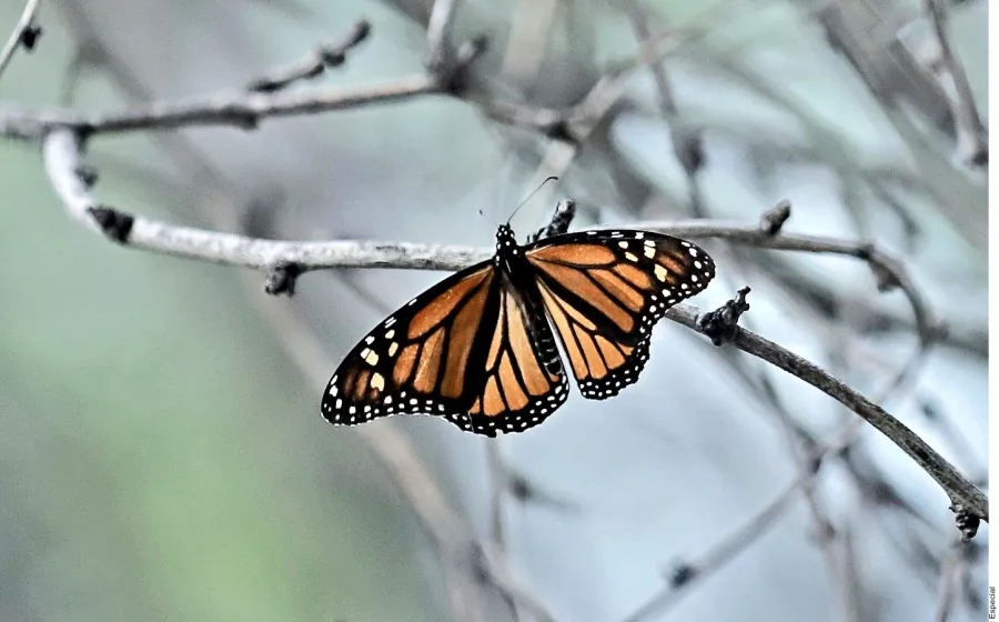 poco_avistamientos_ de_mariposa_monarca