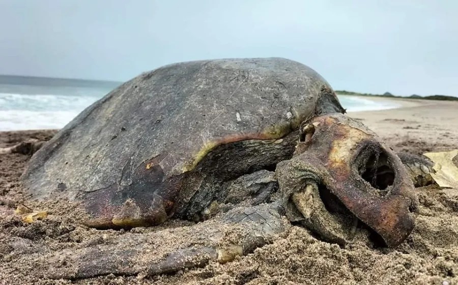 tortuga_muerta_playa_salina_cruz