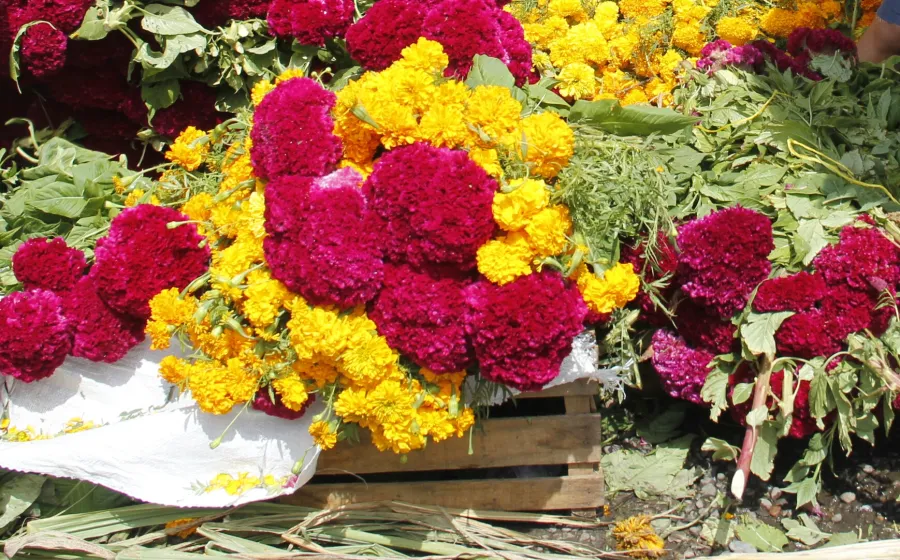 venta_flor_tradicional