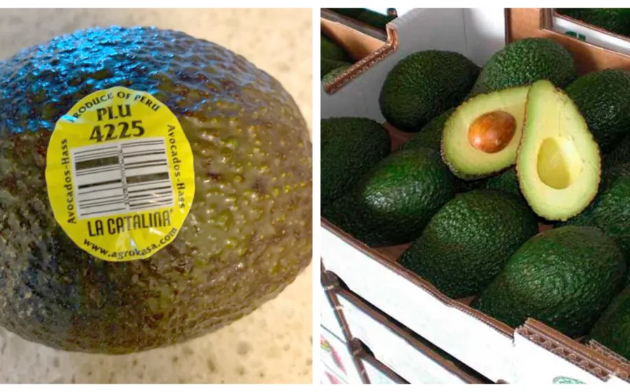 aguacate_competencia