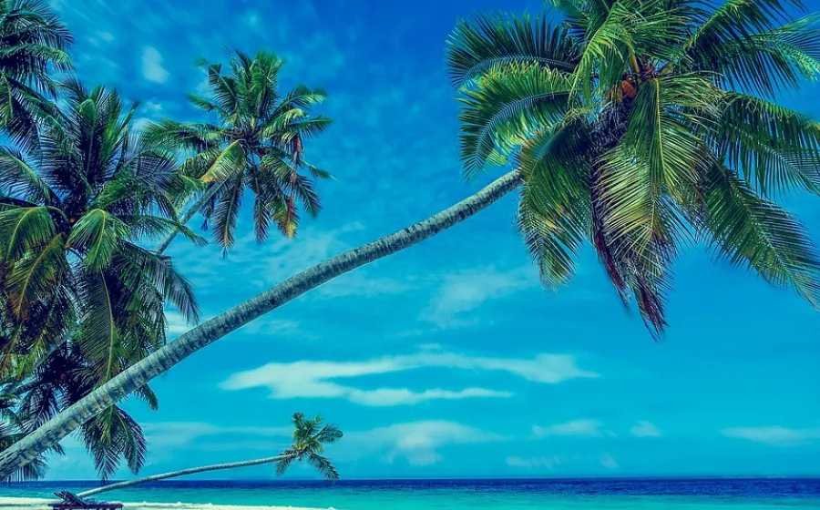 palmeras