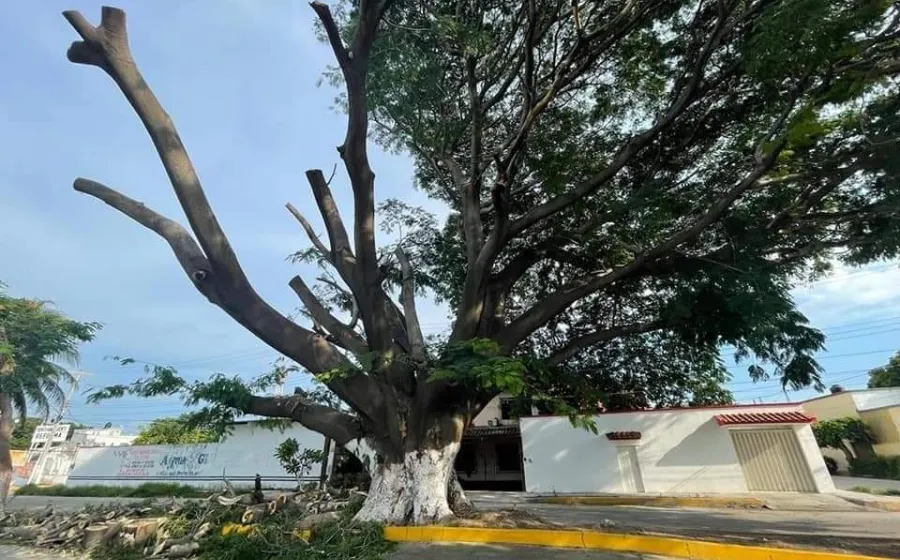poda_de_arbol