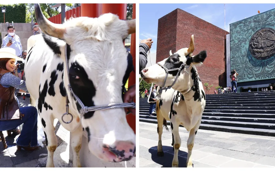 vaca_congreso