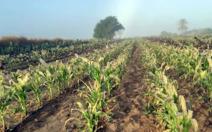 campo_rural