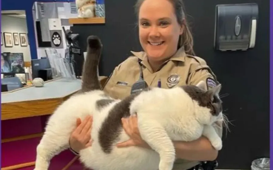 gatito_patches