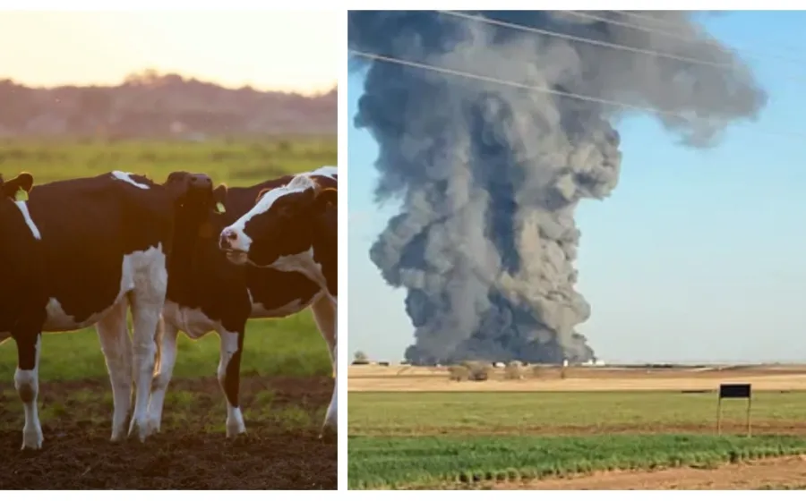 vacas_explosion