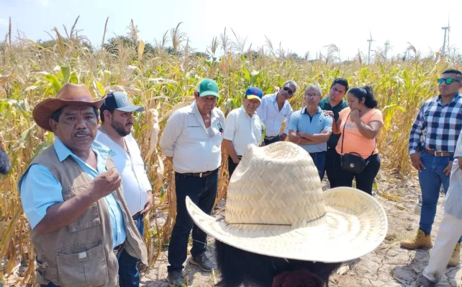 zapalote_campo