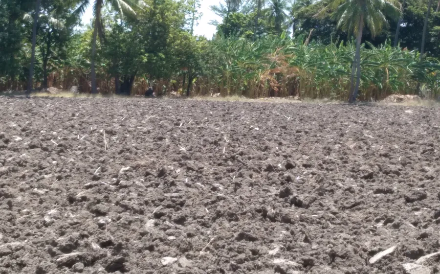 Los campos lucen desérticos.