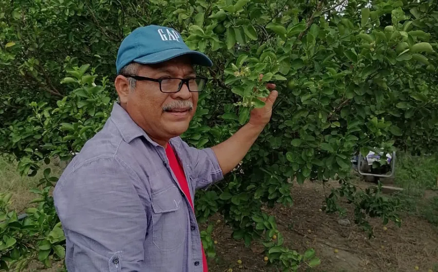 El agricultor huave, Leonel Gómez Cruz, desde hace seis años, comenzó a sembrar las primeras plantas de limón.