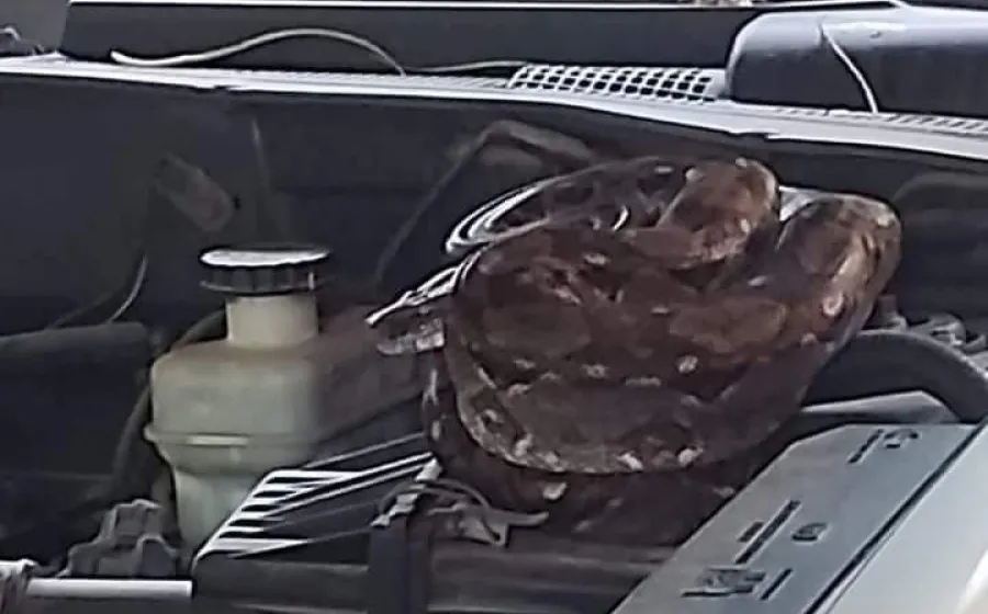 Una víbora apareció en el motor de un vehículo en la colonia Hidalgo Poniente.