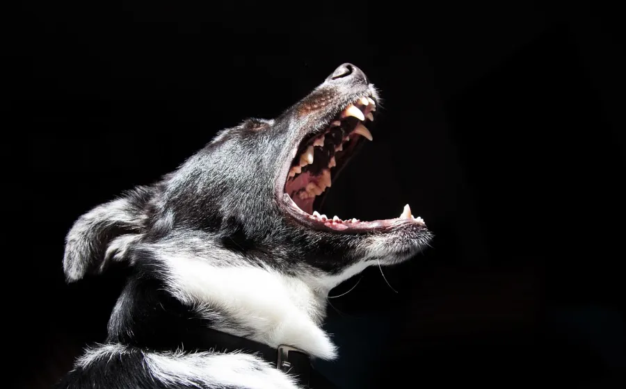 perro_ataque