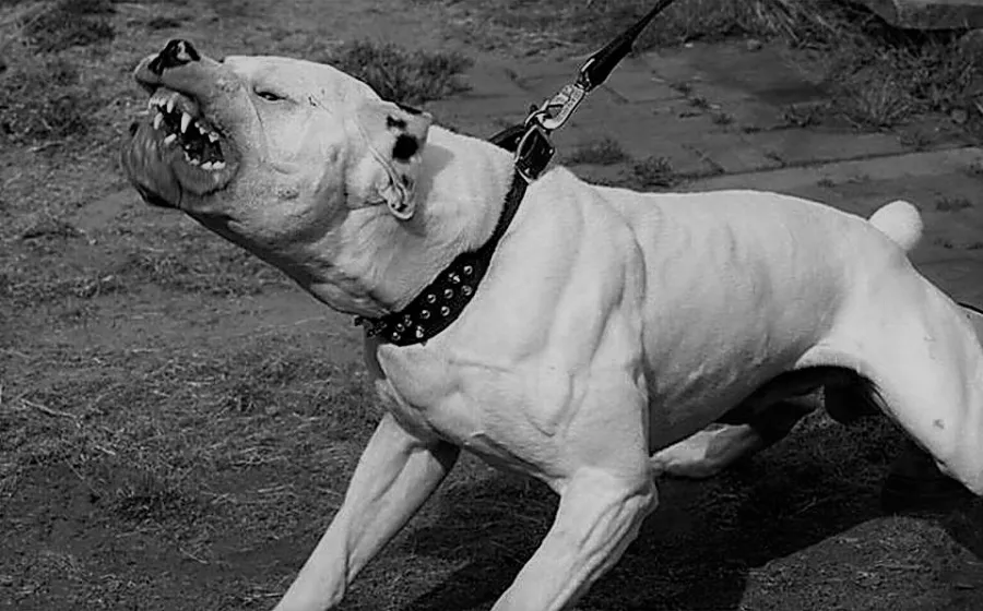 pitbull_ataque