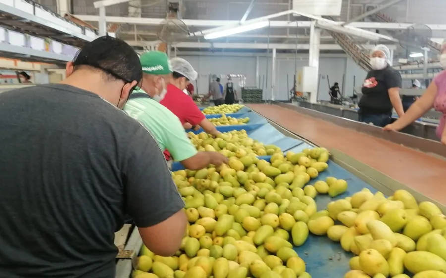 Exportación de mangos en el Istmo de Oaxaca