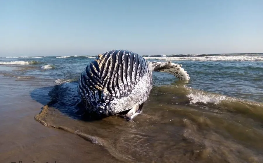 ballena_encallada