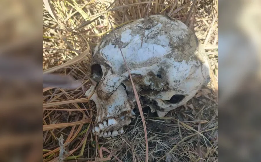 calavera
