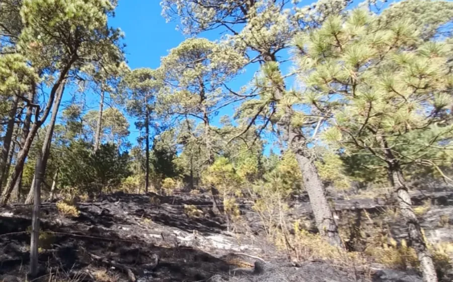 incendio_chimalapas