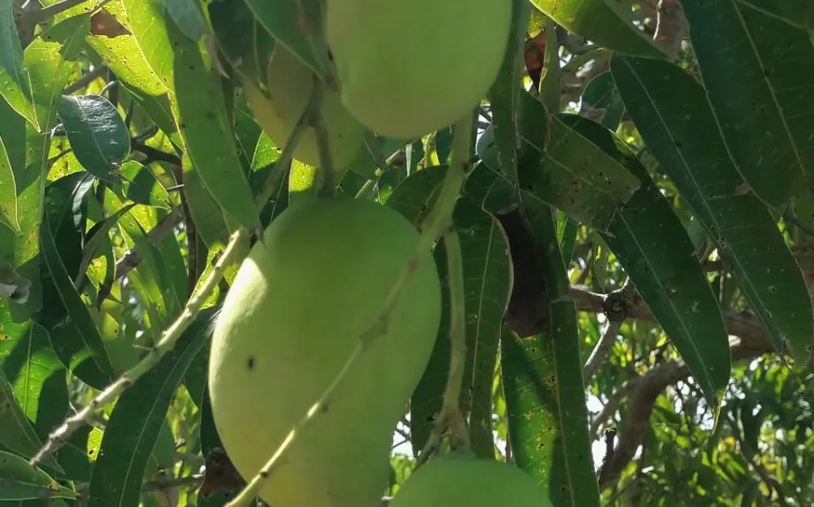 mango